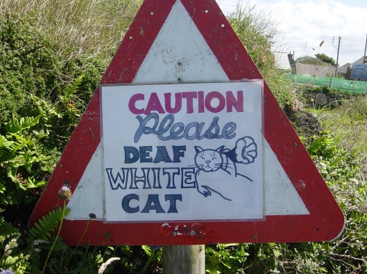 2012 cat Cornwall